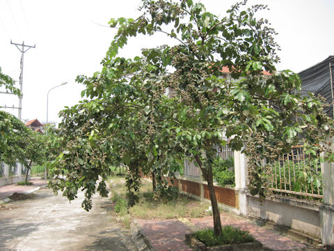 Diospyros lotus