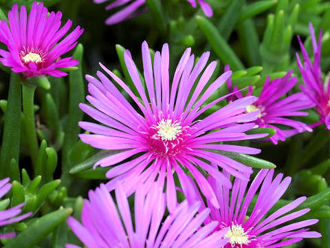 Lampranthus spectabilis