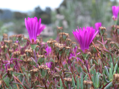 Lampranthus spectabilis