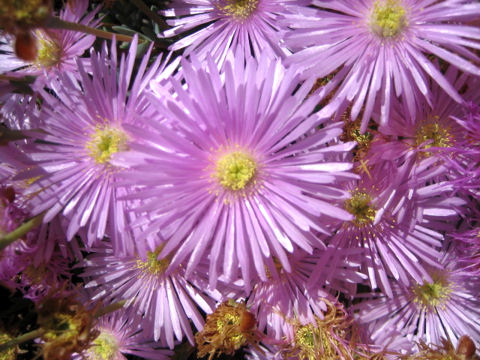 Lampranthus spectabilis