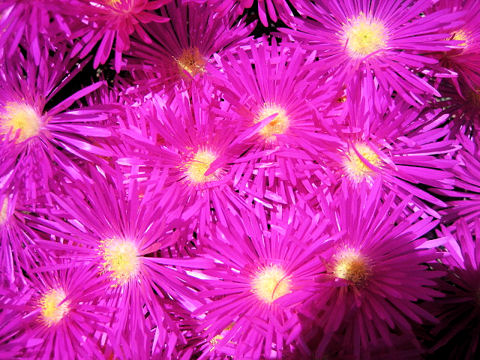 Lampranthus spectabilis