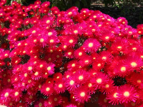 Lampranthus spectabilis