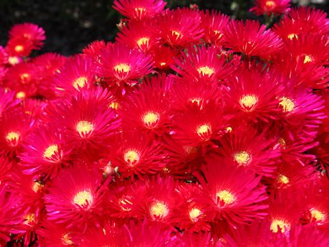 Lampranthus spectabilis