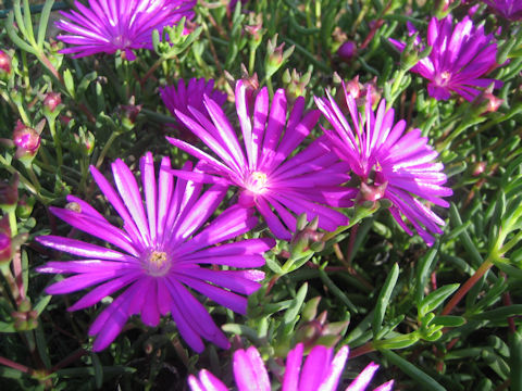 Lampranthus spectabilis