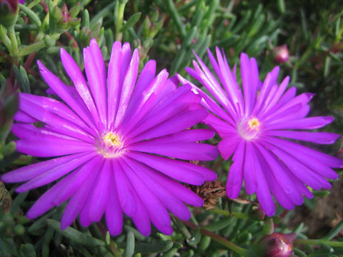 Lampranthus spectabilis