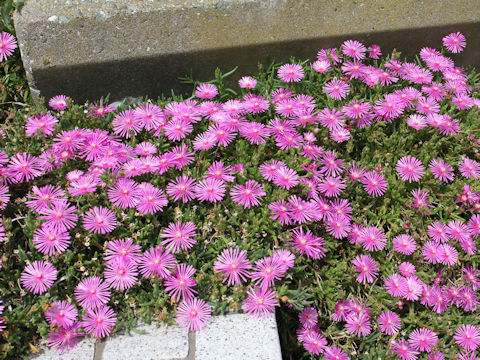 Lampranthus spectabilis