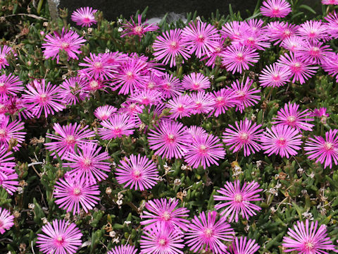 Lampranthus spectabilis