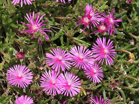 Lampranthus spectabilis