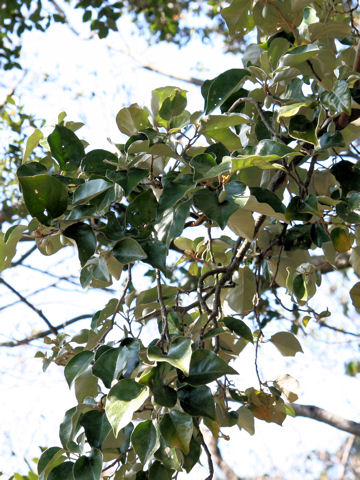 Elaeagnus macrophylla