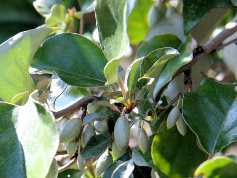 Elaeagnus macrophylla