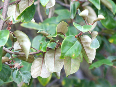 Elaeagnus macrophylla