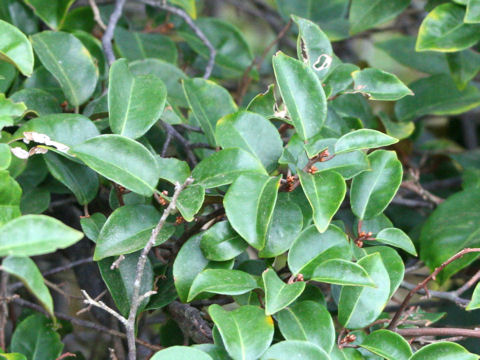 Elaeagnus macrophylla