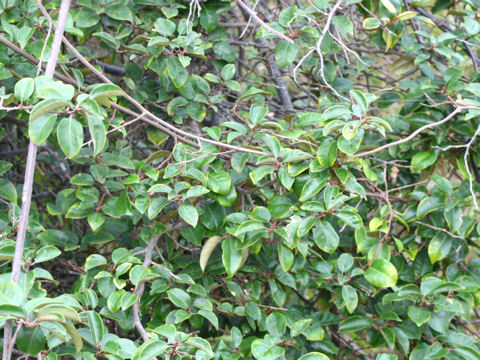 Elaeagnus macrophylla