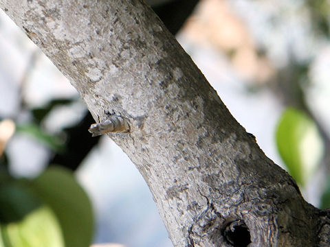 Elaeagnus macrophylla