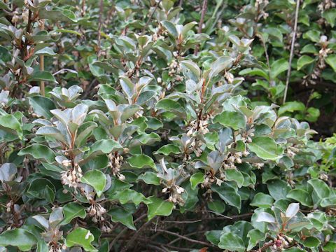 Elaeagnus macrophylla