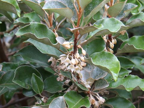 Elaeagnus macrophylla