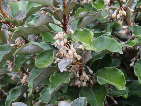 Elaeagnus macrophylla