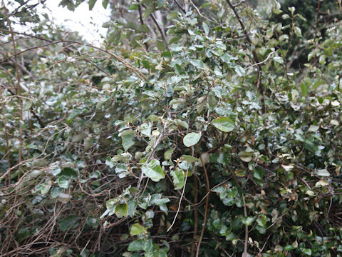 Elaeagnus macrophylla