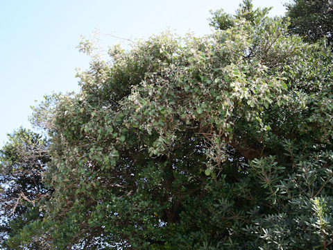 Elaeagnus macrophylla