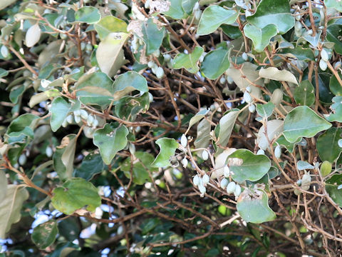 Elaeagnus macrophylla