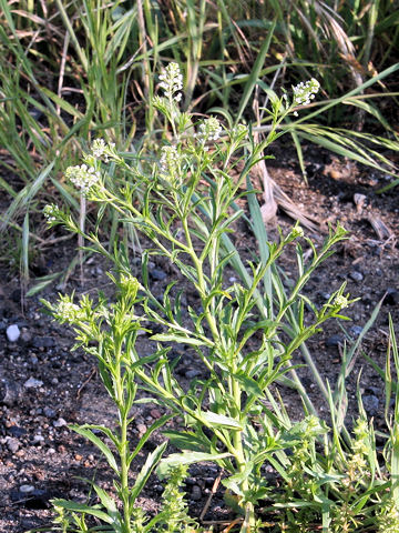 Lepidium virginicum