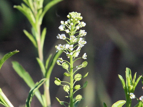 Lepidium virginicum