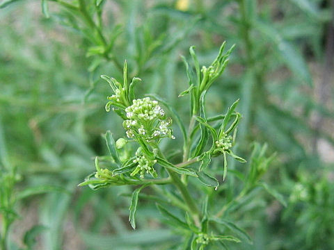 Lepidium virginicum