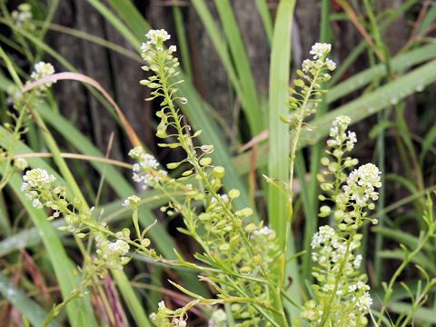 Lepidium virginicum