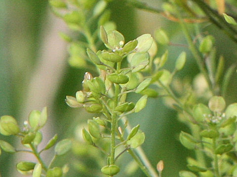 Lepidium virginicum