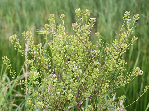 Lepidium virginicum