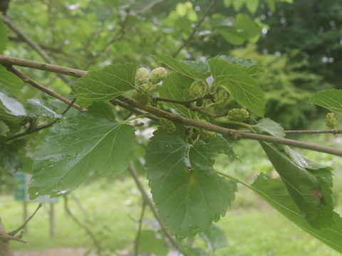 Morus alba