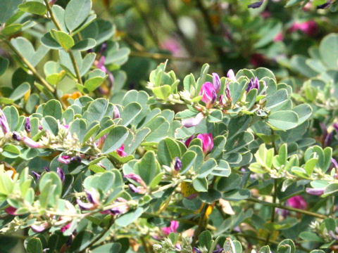 Lespedeza cyrtobotrya