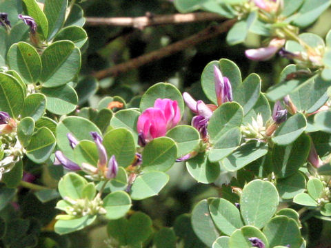 Lespedeza cyrtobotrya