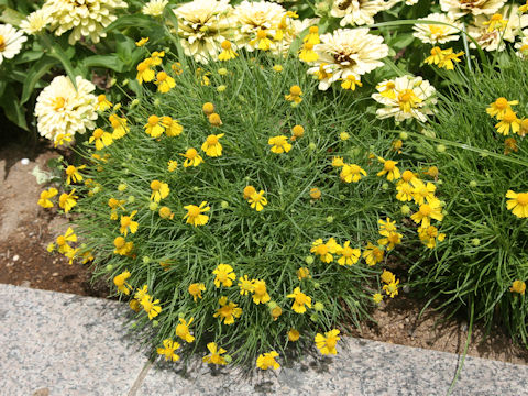 Helenium amarum 'Dakota Gold'