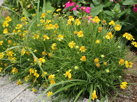 Helenium amarum 'Dakota Gold'