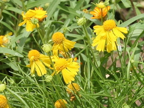 Helenium amarum 'Dakota Gold'