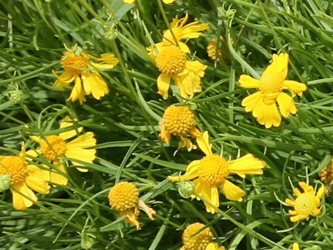 Helenium amarum 'Dakota Gold'