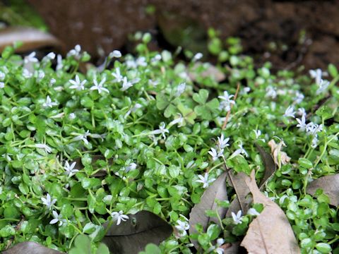 Lobelia loochoensis