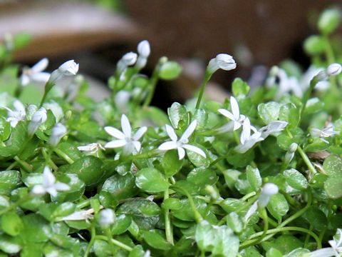 Lobelia loochoensis