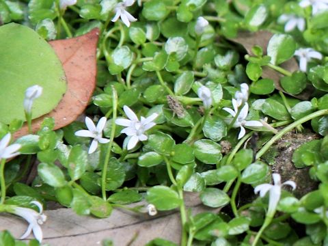 Lobelia loochoensis