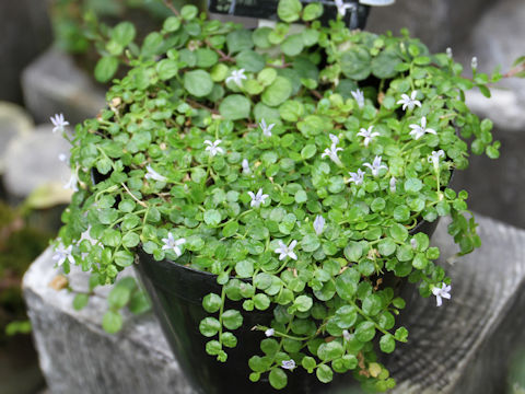 Lobelia loochoensis