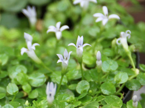 Lobelia loochoensis