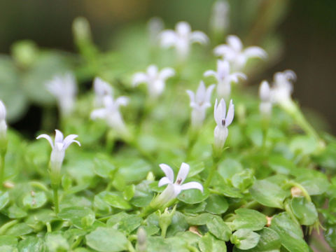 Lobelia loochoensis