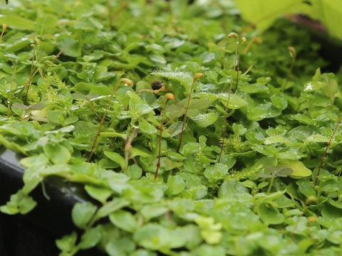 Lobelia loochoensis