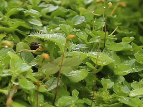 Lobelia loochoensis