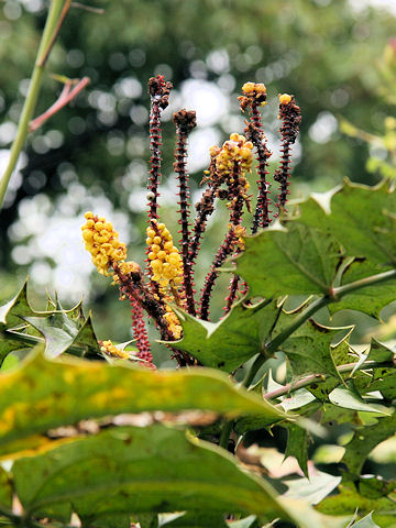 Mahonia bealei