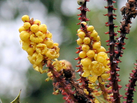 Mahonia bealei