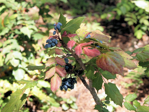 Mahonia bealei