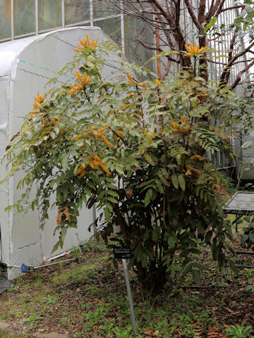 Mahonia duclouxiana