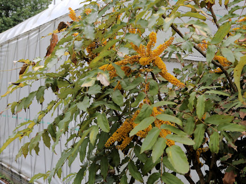Mahonia duclouxiana